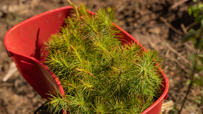 Pateicoties EXPO, Latvijā un Lietuvā iestādīti vairāk nekā 360 000 jauni koki